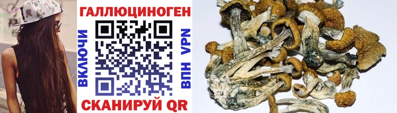 где можно купить   Таруса  Псилоцибиновые грибы Psilocybine cubensis 